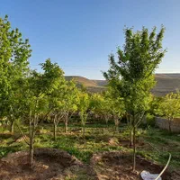 ۷۰۰ متر - زمین باغی دور دیوار ملک آباد