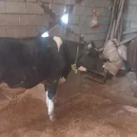 گوساله گوشتی|حیوانات مزرعه|نورآباد, |دیوار