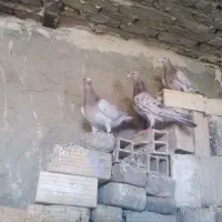 کبوتر|حیوانات|همدان, |دیوار