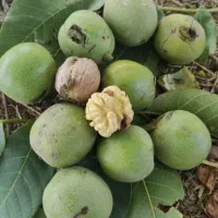 خریدار گردو