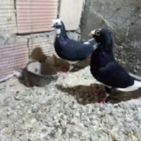 کفتر مینا