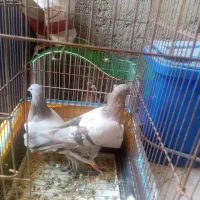 کبوتر نقره ای طوق زرد