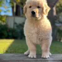 سگ گلدن رتریور توله گلدن رتریور دماهه|سگ|شیراز, ارم|دیوار