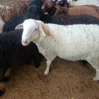 بره لاکن بره سال رومانوف وبره هترو|حیوانات مزرعه|کرج, خرمدشت|دیوار