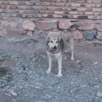 سگ گله
