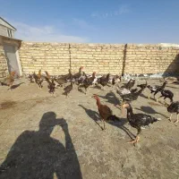 لاری|حیوانات مزرعه|تاکستان, |دیوار