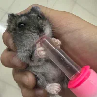 دو همستر کمپل جوان