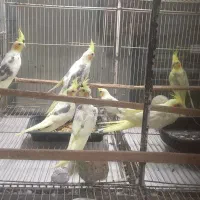 جوجه عروس هلندی دو کت|پرنده|بابل, |دیوار