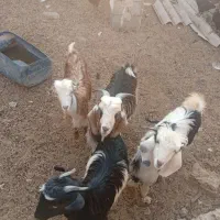 بزز..|حیوانات مزرعه|هندیجان, |دیوار