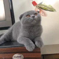 گربه بلو دختر