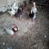 کفتر پرشی وگرفتنی