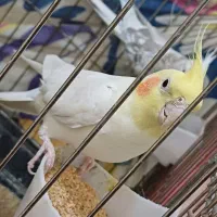 3عدد عروس هلندی