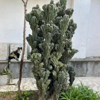 کاکتوس صخره ای خیلی بزرگ سالم|گل و گیاه طبیعی|رشت, رشتیان|دیوار