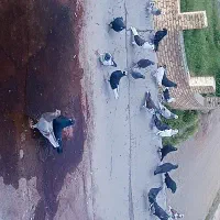کفتر عالی