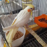 جوجه عروس هلندی|پرنده|تهران, دهم فروردین|دیوار