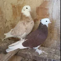 کبوتر شازده|پرنده|ماهنشان, |دیوار