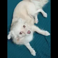 فروش سگ خانگی نژاد دار|سگ|هشتگرد, ینگی امام|دیوار