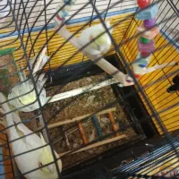 عروس هلندی یک جفت آماده تخم سخنگو دستی