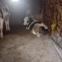 بره نر درجه یک تعداد محدود