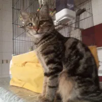 گربه نر|گربه|یزد, |دیوار