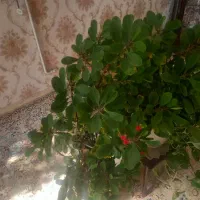 گل پتوس و تاج خروس|گل و گیاه طبیعی|تهران, شهرک زینبیه|دیوار