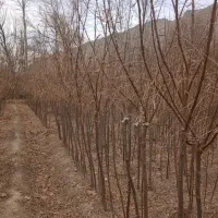 نهال فروشی مرتضی امینی|خدمات باغبانی و درختکاری|فلاورجان, |دیوار