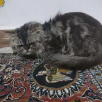 پرشین|گربه|لاهیجان, کوی خزر|دیوار