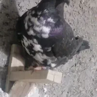 جوجه کشکی سیا نر
