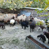 فروش گوسفند وبره