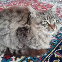 واگذاری گربه ماده