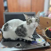 گربه نر عقیم شده گمشده|حیوانات|رشت, جانبازان|دیوار