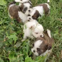 شیتزو سوپر فلت عروسکی|سگ|رشت, امین الضرب|دیوار