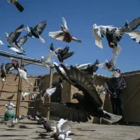 کفتر|پرنده|اردستان, |دیوار