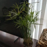 گل وگلدون|گل و گیاه طبیعی|مشهد, امیریه|دیوار