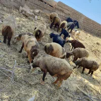 میش