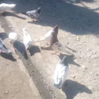 ۴۰عدد کبوتر کله ای|پرنده|باروق, |دیوار