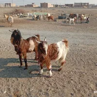 گوسفند|حیوانات مزرعه|کهنوج, |دیوار