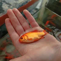 ماهی کوی قرمز