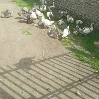 جوجه غاز|حیوانات مزرعه|بهشهر, |دیوار