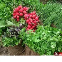 سبزی  قورمه  اماده سبزی دسته ای