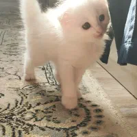 گربه میکس پرشین و DLH ( مو بلند)|گربه|لنگرود, |دیوار