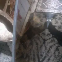 شیشه گرد دودی۳۰۰۰۰۰۰