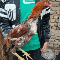 4 عدد خروس لاری|حیوانات مزرعه|رباط‌کریم, رباط‌کریم|دیوار