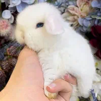 خرگوش مینی لوپ روسی کوچولو متنوع