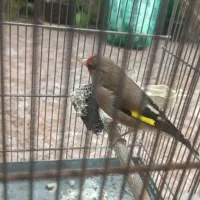 سهره دورک کرمونی نر