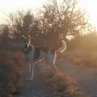 توله ماده خراسانی نگهبان گله