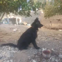 واگذاری بلک