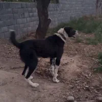 کولاس توقی نر