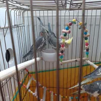 عروس هلندی چهارماه