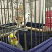 فروش  فرش تلویزیون وپرنده عروس هلندی